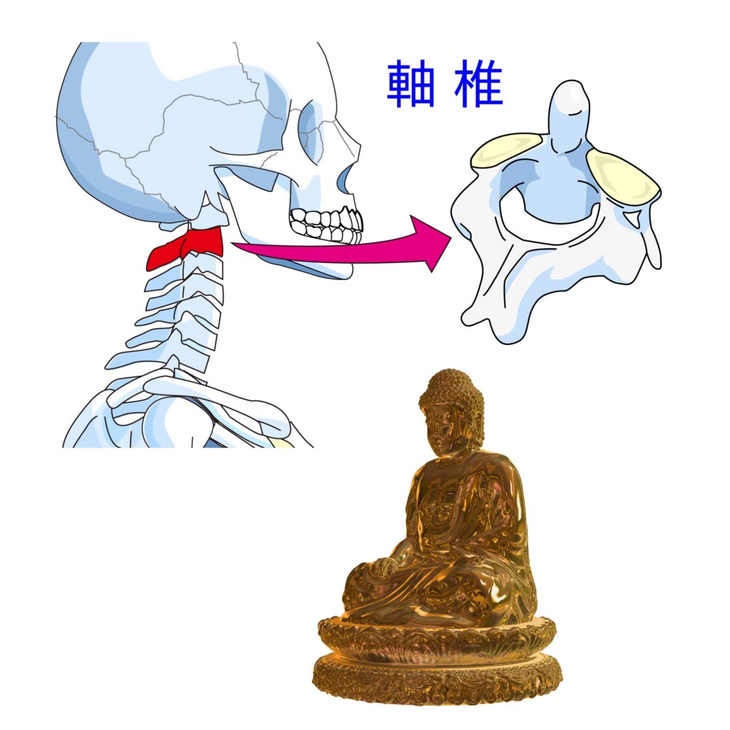 実は骨じゃない?喉仏の正体 【解剖おもしろ雑学帳Vol.9】|ブログ|柔道整復学科|履正社国際医療スポーツ専門学校|医療国家免許×スポーツ指導 ...
